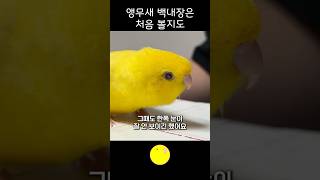 앵무새도 백내장이 와요