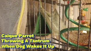 강아지 소리에 자다말고 짜증내는 카이큐 앵무새 | Caique Parrot Throws A Tantrum When Dog Wakes It Up