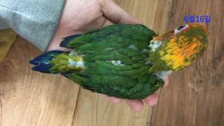 대경대학교 이봉재교수 조류실습 (이유식)