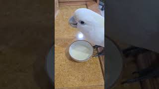 올 겨울 태어난 듀컵 코카투 남아 별이가 보호자님이 만들어 준 간식을 먹고 있어요