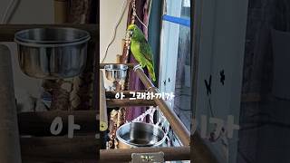억울해 말하는  앵무새  아리 #parrot #bird…