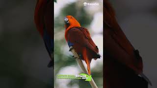 #Shorts  Имена для попугаев  П…