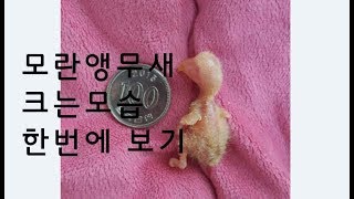 모란 앵무새 성장비디오 (Videoclip about …