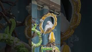 털정리중#목도리앵무새#앵무새#parrot#말하는앵무새#…