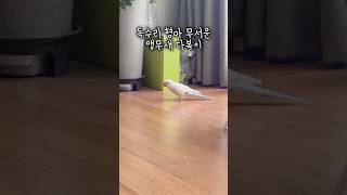 한번도 만난적 없지만 독수리 형아는 무서워요 #parrot #퀘이커앵무새 #앵무새 #러블리다다즈 #앵무새이다복