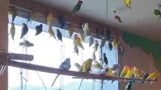 수백마리의 아이들이 머무르는곳, 앵무새 위탁소