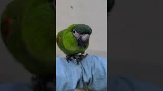 앵무새 한스마카우 한나 뽀미 첫만남2