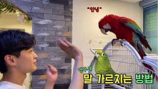 앵무새 말가르치는  방법 교육 방법 (수신호,음성인식)