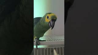 귀농귀촌 아마존앵무새 이유식먹기