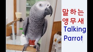 말하는 앵무새 회색 앵무의 언어능력2 (Linguist…
