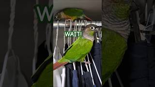 코뉴어앵무새#하랑이#하봉이#parrot#pets#cut…