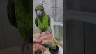 청모자 아마존과 동거하는 1살 쟈딘앵무 행동교정 위탁 …