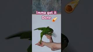 하찮은 앵집사의 아마겟돈 / 한스마카우 앵무새 올리