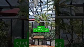 딕션최고 앵무새 이렇게까지 말한다고?