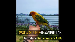 [앵집사] 썬코뉴어 나나를 소개합니다