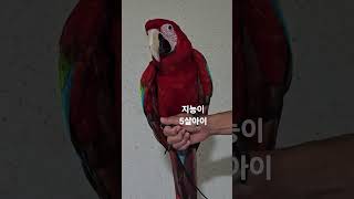 앵무새 ☆ 홍금강 앵무새 ☆☆☆ 붉은색 깃털과 파랑과 …