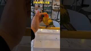 내 손이 좋은 썬코뉴어앵무새 #shorts