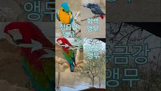 세가지 앵무새의  매력-청금강앵무,회색앵무,홍금강앵무