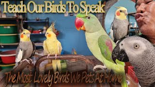 Teach Our Birds To Speak, The Most Adorable Birds We Pets At Home