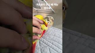 겨드랑이 주고 배 까는 앵무새 #parrot #bird…