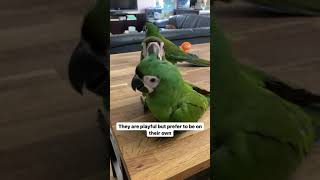 Young macaws Ara severus growi…