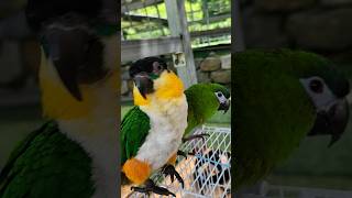 카이큐 앵무새 꾸꾸와 한스 마카우 피망이예요