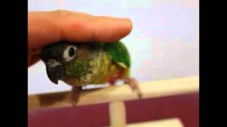 앵무새/중형앵무/코뉴어/옐로우사이드코뉴어