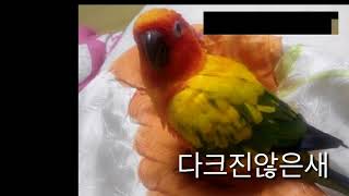 휘봉초 sns기자단 썬코뉴어 앵무새 성장과정