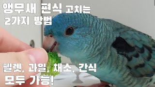 앵무새 편식 고치기 2가지 방법