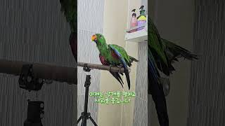 아기 뉴기니아 크롱이 목욕시간   #뉴기니아 #parrot #반려동물 #뉴기니아앵무 #뉴기니아앵무새