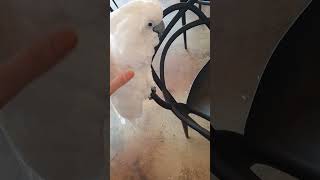 #앵무새#벨라 귀엽죠?#좋아요