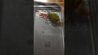 오늘도 시원하게(코뉴어)