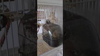 목욕을 좋아하는 코뉴어 앵무새 ♡앵두