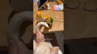 고양이 꼬리는 카이큐 ￼앵무새 장난감? ￼