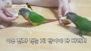 앵무새) 코뉴어 / 도래와 도담이의 일상