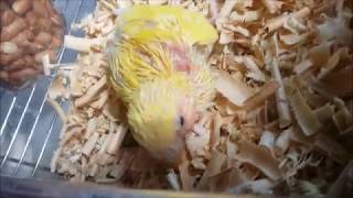 모란 앵무새 짝짓기 [Fischer&#39;s Parr…