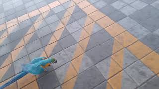 개처럼 졸졸 따라다니는 앵무새 청금강 써니. 목줄 안해도 되죠?