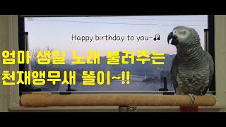 연구대상똘이 / 엄마생일 노래 불러주는 우리 천재앵무새…