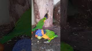 오늘도 활기찬 오색 청해 앵무 산란 둥지가 마음에 드나 봅니다