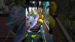 This Amazon bird toy is SO COO…