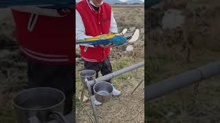 #강아지 같은 #앵무새 가온이#청금강#마카우#macaw