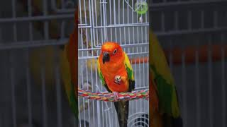 썬코뉴어 앵무새 견과류 먹방