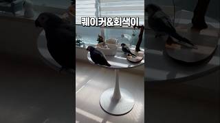 한가롭게 목욕하고 싶은 앵무새  퀘이커앵무새 부리  #반려동물  #birds #parrot