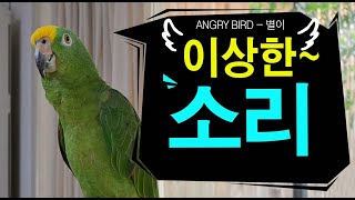 이상한 소리! 따라하는 앵무새! / 오빠랑 별이랑 또 …