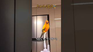 앵무새 덤블링 묘기 #앵무새 #썬코뉴어 #parrot …