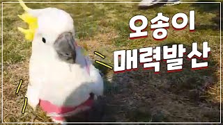 그레이트 코카투 오송이의 콩콩콩콩코ㅇ