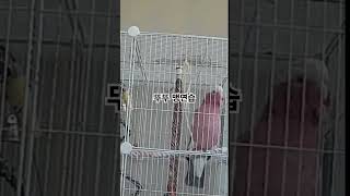 뚜뚜는 사람 안보일때만 말 맹연습해요 #갈라코카투 #앵무새 #말하는앵무새