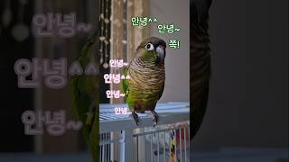 코뉴어앵무새#하랑이#하봉이#parrot#cute