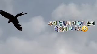 청금강 청일이 / 앵무새 자유비행 /마카우비행 /자비스 / 앵친소