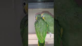 아마존 암놈이 숫놈 한테 불 만이 많은 상태~~또한 서열도 밀리고~ 제대로 할줄 아는게 하나도 없어서 붙어 있으면 맨날 구박 받는중